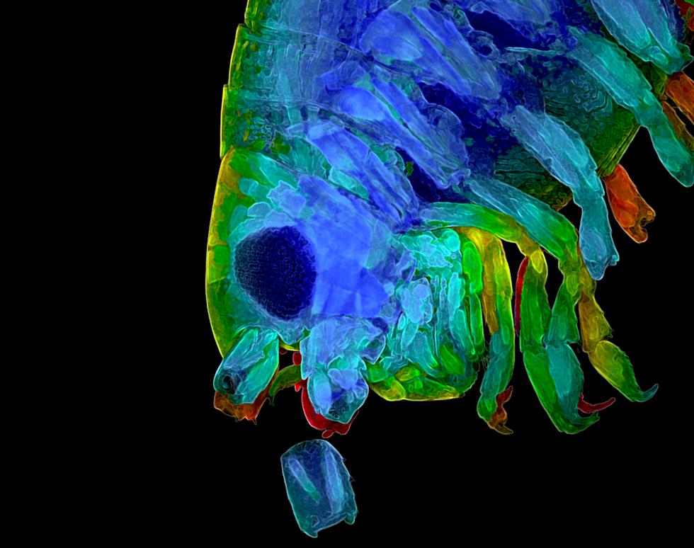 Shrimp - Ahmad Elsahn